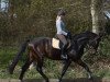 dressage horse Sonando (Hanoverian, 2011, from Scolari)