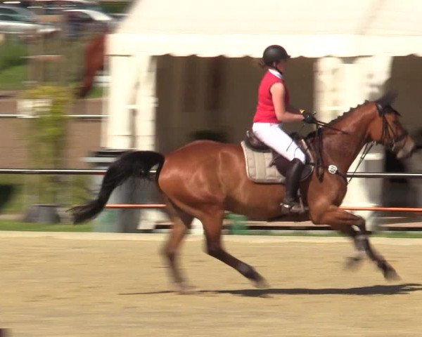 Reitturnier Hamm-Rhynern 2017