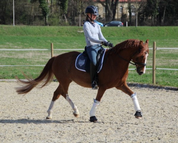 dressage horse Schierensees Be The Best (German Riding Pony, 2007, from Llaun Bonheddwr)