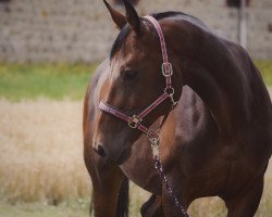 Pferd Lassito‘s Diamond (Mecklenburger, 2007, von Lassito)