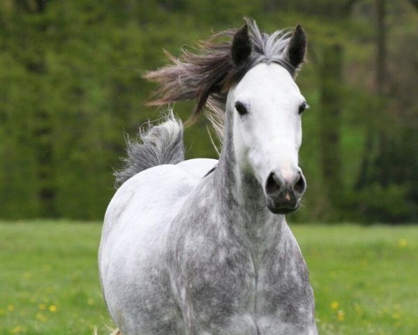 dressage horse My Shooting Star (Irish Sport Horse, 2009, from Rantis Diamond)