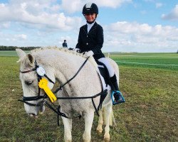 dressage horse Larino (German Riding Pony, 1997, from Linaro)