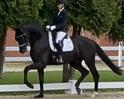 dressage horse Bonds in Black (Oldenburger, 2017, from Bonds)