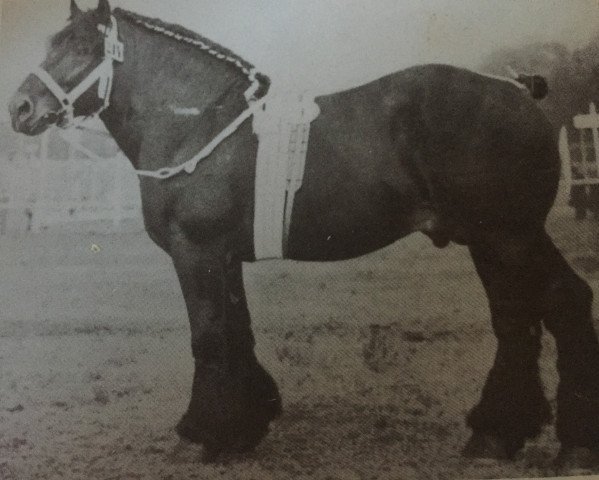 stallion Goliath von Wanzleben (Rhenish-German Cold-Blood, 1931, from Gaulois du Monceau 888)