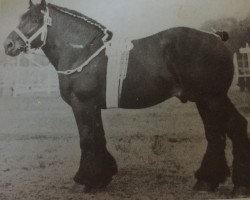 Deckhengst Goliath von Wanzleben (Rheinisch-Deutsches Kaltblut, 1931, von Gaulois du Monceau 888)