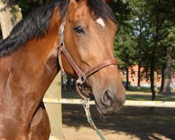 dressage horse Serupgards Sacre Coeur (Danish Warmblood, 2008, from Zack)