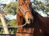 Springpferd Engelbert (KWPN (Niederländisches Warmblut), 2009, von Rousseau)