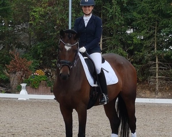 dressage horse Qurina (Rhinelander, 2013, from Quotenkoenig 2)