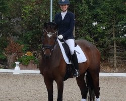 dressage horse Qurina (Rhinelander, 2013, from Quotenkönig 2)