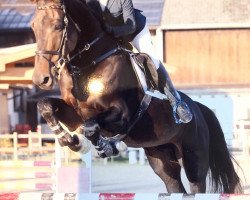 Springpferd Major van het Oud Vliegveld (Belgisches Warmblut, 2012, von Nabab de Rêve)