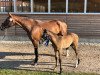 broodmare Uppsala 18 (Hanoverian, 2006, from Uccello)