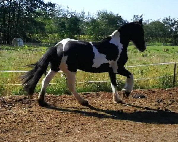 Pferd Tracy (Barockpinto, 2013)