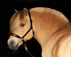 stallion Jonathan (Fjord Horse, 2002, from Hoptrup Jarl)