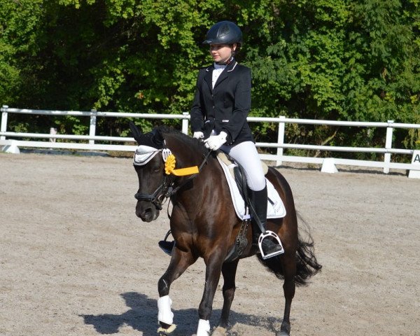 dressage horse Black Prinzess 2 (Pony without race description, 2007)