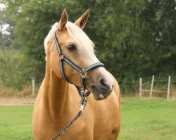 dressage horse Zaubernuss (German Riding Pony, 2010, from Top Zento)