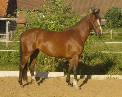 broodmare Shayen (Hanoverian, 2006, from Schwarzenegger)