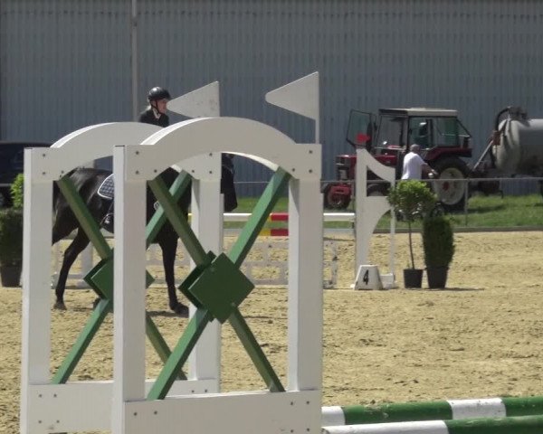 Reitturnier Ratingen-Lintorf 2017
