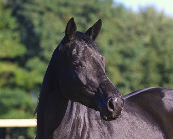 horse Catalina (Trakehner, 2011, from Kasparow)