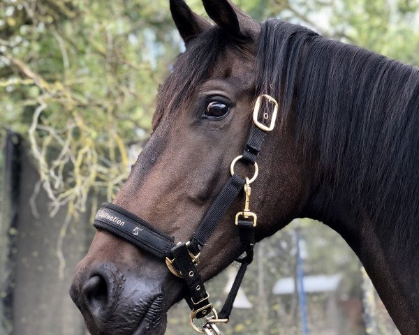 dressage horse Izar 4 (Oldenburg, 2018, from Asgard's Ibiza)