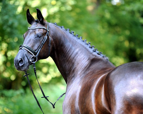 Dressurpferd Flair de luxe (Westfale, 2010, von Fürst Romancier)