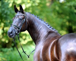 dressage horse Flair de luxe (Westphalian, 2010, from Fürst Romancier)