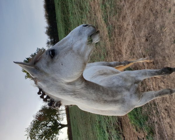 dressage horse Jessy (unknown, 2012)