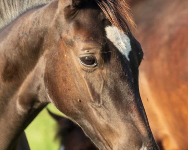 horse Bricado G (Hanoverian, 2021, from Bohemian)
