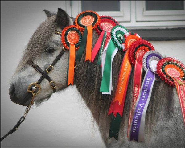 dressage horse Wellenberg I-Punkt (Shetland Pony, 2009, from Indio)