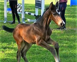 Springpferd Cailor Moon (Oldenburger Springpferd, 2020, von Chubakko)