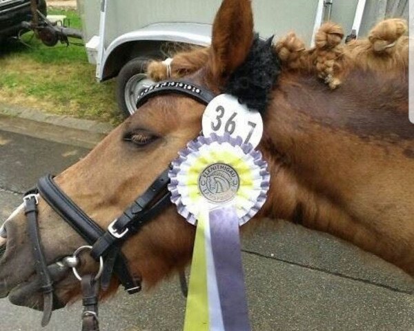 broodmare Wiewie von Harber (German Riding Pony, 2006, from Unbekannt PONY)