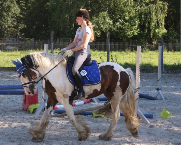 Pferd Rah von Harber (Tinker / Irish Cob / Gypsy Vanner, 2011)