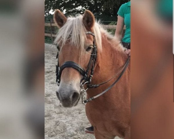 Zuchtstute Heidi (Haflinger,  , von Safran)