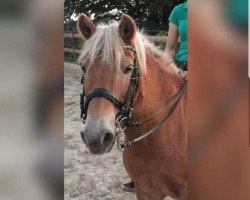 horse Heidi (Haflinger, from Safran)