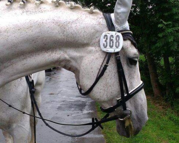 dressage horse Lotos 99 (Saxony-Anhaltiner, 1994, from Lacapo)