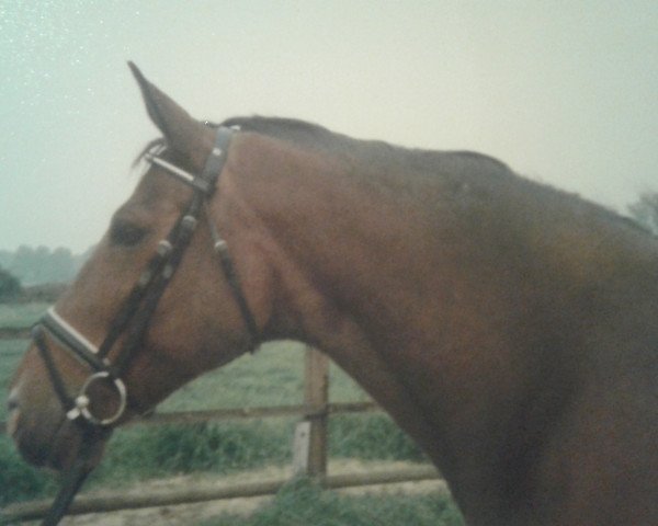 broodmare Gräfin (Hanoverian, 1980, from Glander)