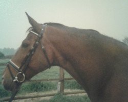 broodmare Gräfin (Hanoverian, 1980, from Glander)