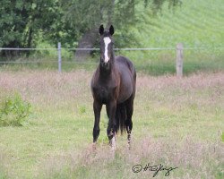 dressage horse Symphonie Hk (Westphalian, 2018, from Sir Heinrich OLD)