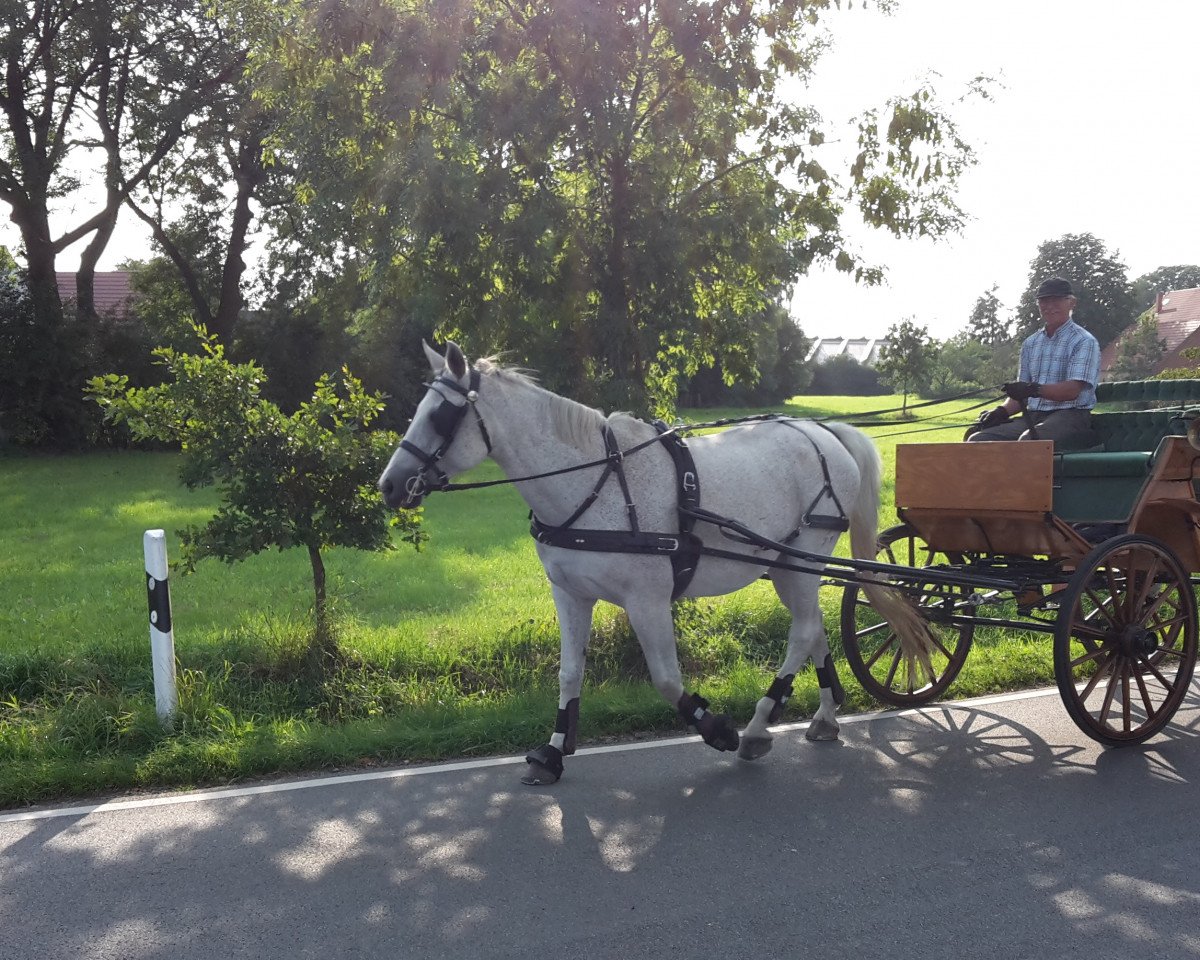 horse Fama (Hanoverian, 1995, from Foxhunter)