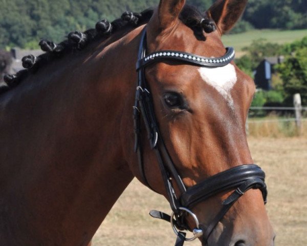 dressage horse Descado 6 (Rhinelander, 2014, from den Haag 12)