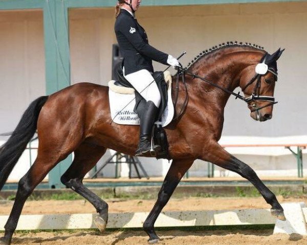 stallion Fred Feuerstein (Oldenburg, 2012, from Fürstenball)