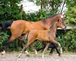 dressage horse Hengst von Fred Feuerstein (Oldenburg, 2018, from Fred Feuerstein)