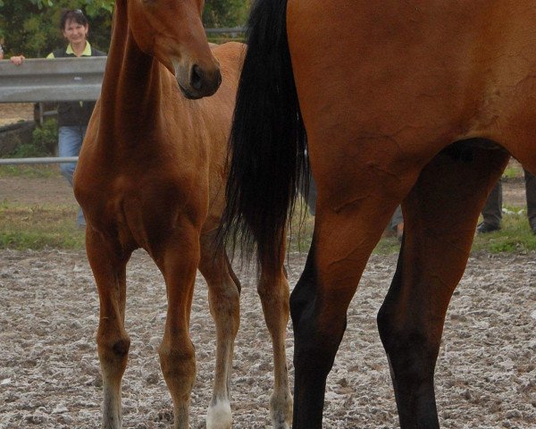 dressage horse Frederico 51 (Oldenburg, 2016, from Fred Feuerstein)