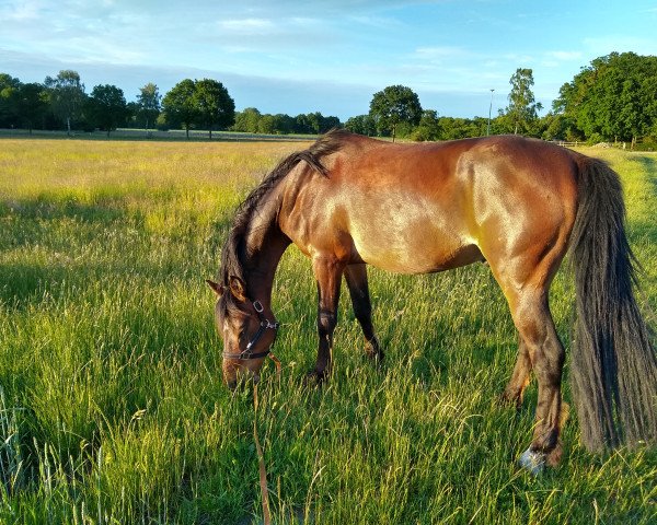 horse Honado (German Riding Pony, 2007, from Honeymoon Star)