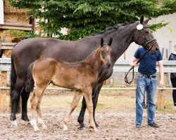 dressage horse Vitus 103 (Oldenburg, 2018, from Valerio)