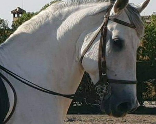 horse BABIESA (Pura Raza Espanola (PRE), 2008)