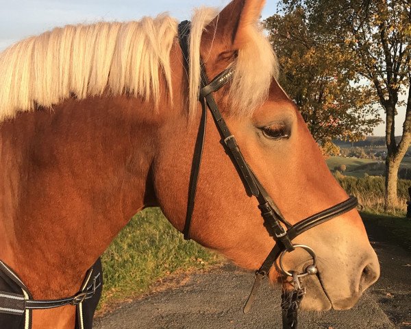 Pferd Ernesto (Rheinisch-Deutsches Kaltblut, 2016, von Erdinger Gold)