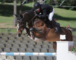 Springpferd Glock's Zaranza (KWPN (Niederländisches Warmblut), 2004, von Karandasj)