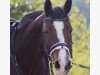 dressage horse Waleah 2 (Oldenburg, 2009, from Wunschtraeumer)