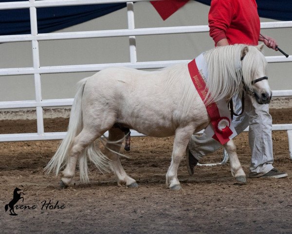 Pferd Dorosalas Loxley (Shetland Pony (unter 87 cm), 2013, von Lucky v.d. Halve Maan)