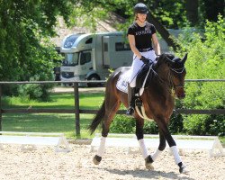 dressage horse Augustin Z (Trakehner, 2011, from Kentucky)